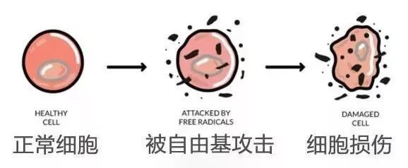 “抗氧化”是对抗空气中的氧气吗？